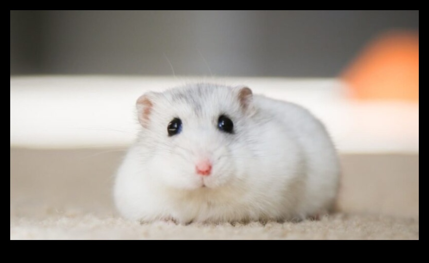 Hamster Bakımı: Tüylü Arkadaşınızla Güven ve Bağ Kurma