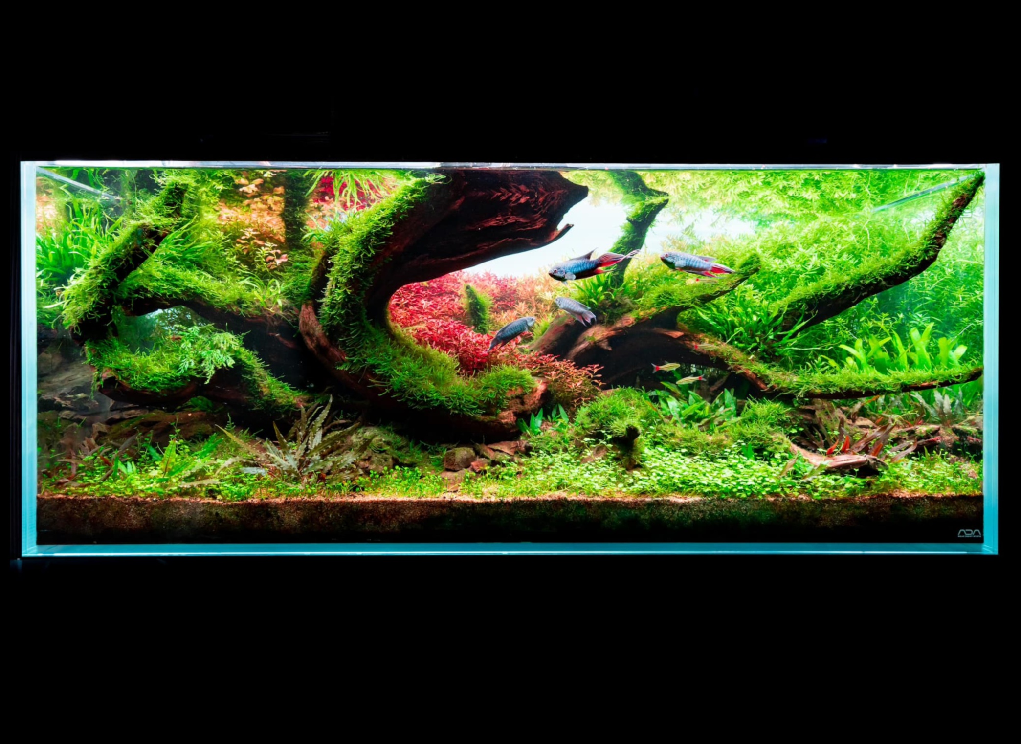 Fin-tastic Aquascapes: Balıklar için Doğal Ortamlar Yaratmak