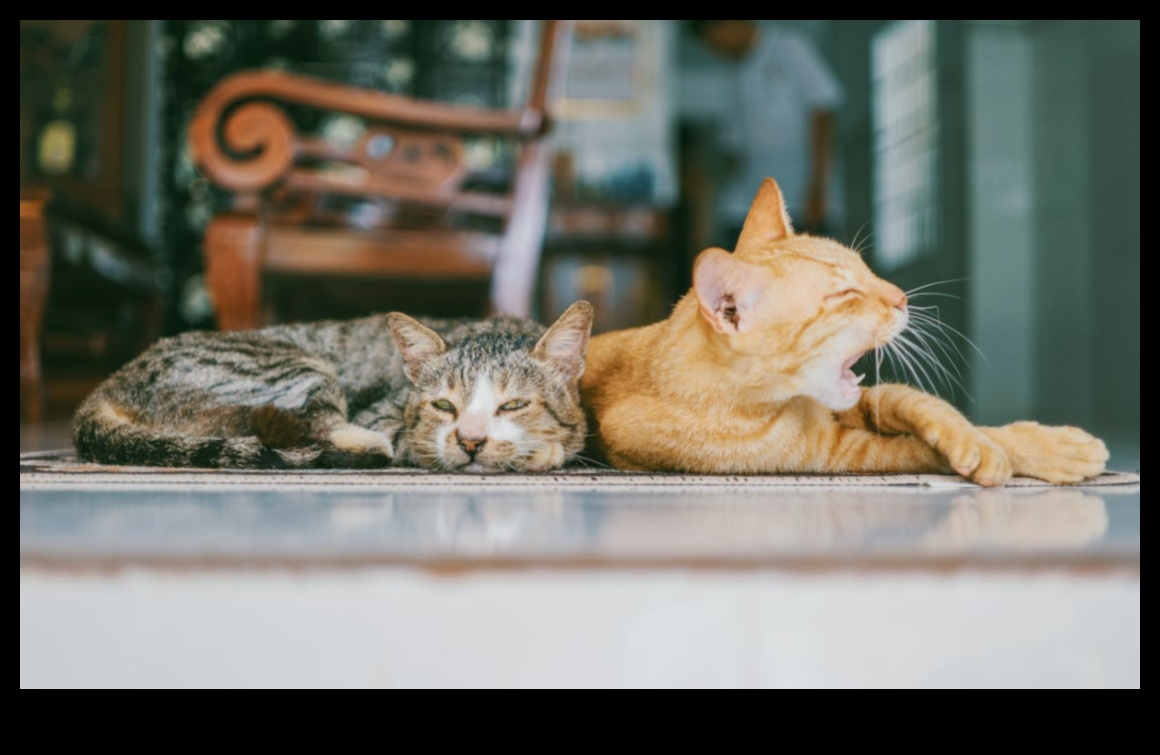 Patilerden Bıyıklara: Kedi İletişiminin Kodunu Çözmek