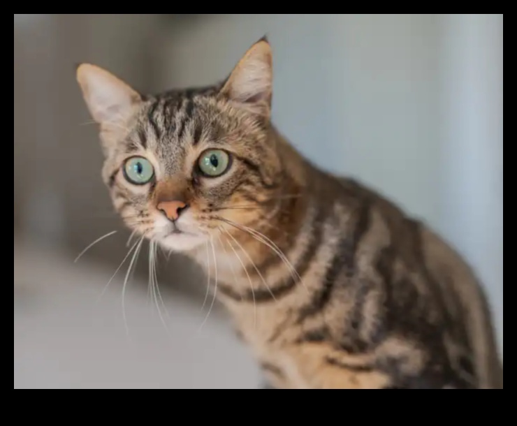 Bıyık Bilgeliği Devam Ediyor: Kedi Davranışlarına İlişkin Daha Fazla İçgörü