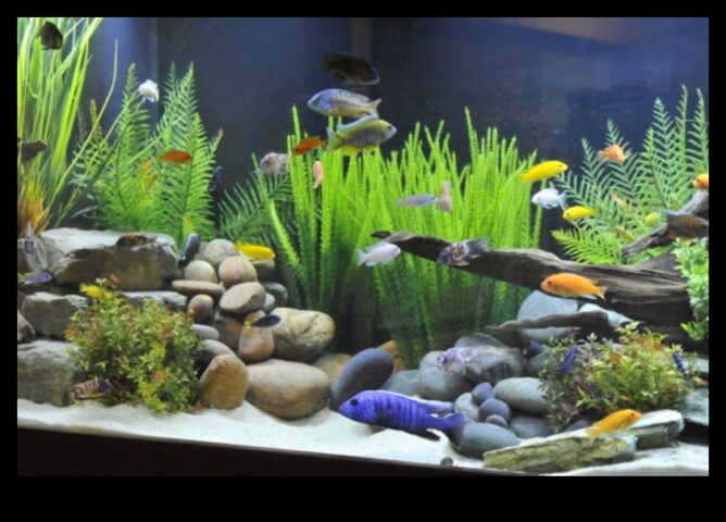 Balıklar için Doğal Ortamlar Yaratan Fin-tastic Aquascapes