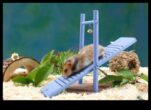 Konfor İçin Teknolojiyi Birleştiren Hamster Habitat Yenilikleri